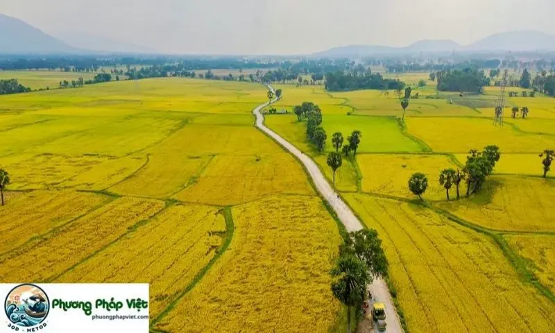 Vàng Xuộm Là Màu Vàng Như Thế Nào? Gallery 1