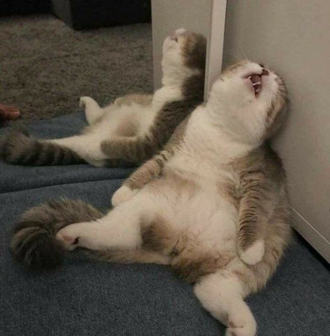 Meme Bất Ổn Là Gì? Tổng Hợp Meme Bất Ổn Hay Nhất Gallery 1