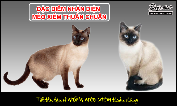 Mèo Mẹ: Thông tin chi tiết về loài mèo dễ thương này Gallery 1