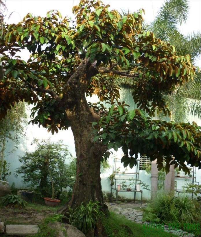 Cây Vú Sữa Đẹp Gallery 1