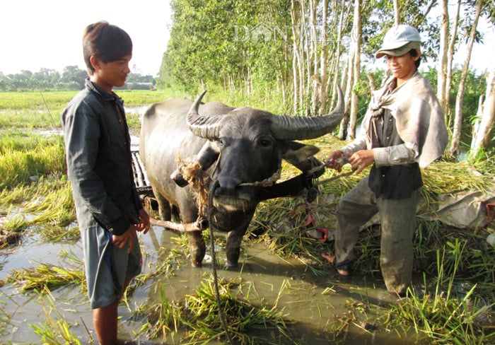 Cộ trâu là gì? Gallery 1