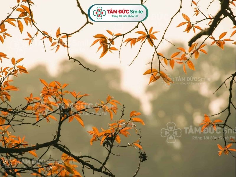 Giới thiệu về mùa thu Gallery 1