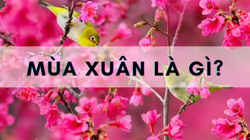 Mùa Xuân Là Mùa Như Thế Nào? Gallery 1