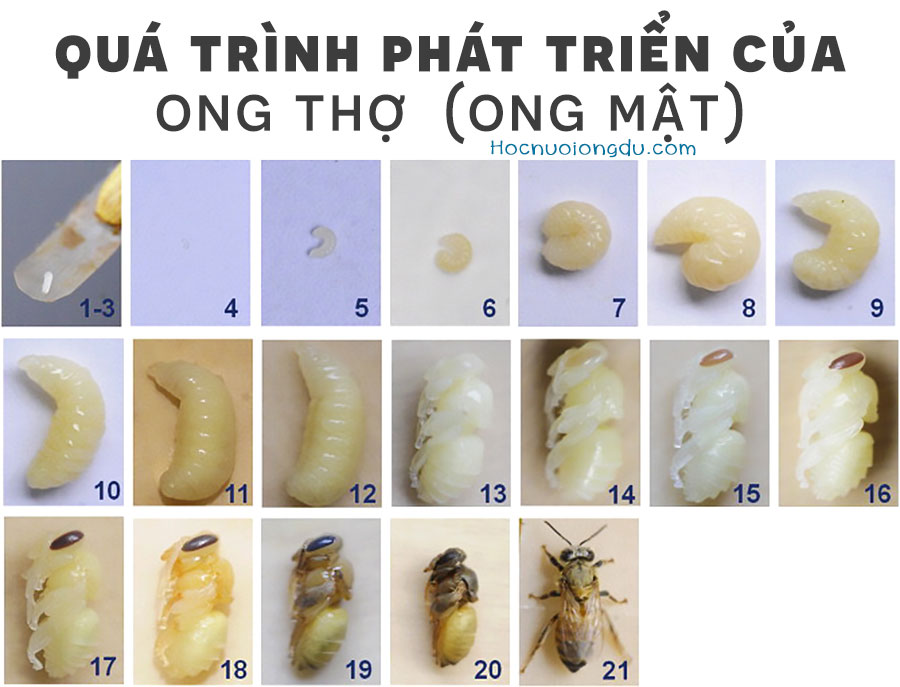 Ong Thợ Lớp 3: Thế Giới Của Những Chú Ong Siêng Năng Gallery 2
