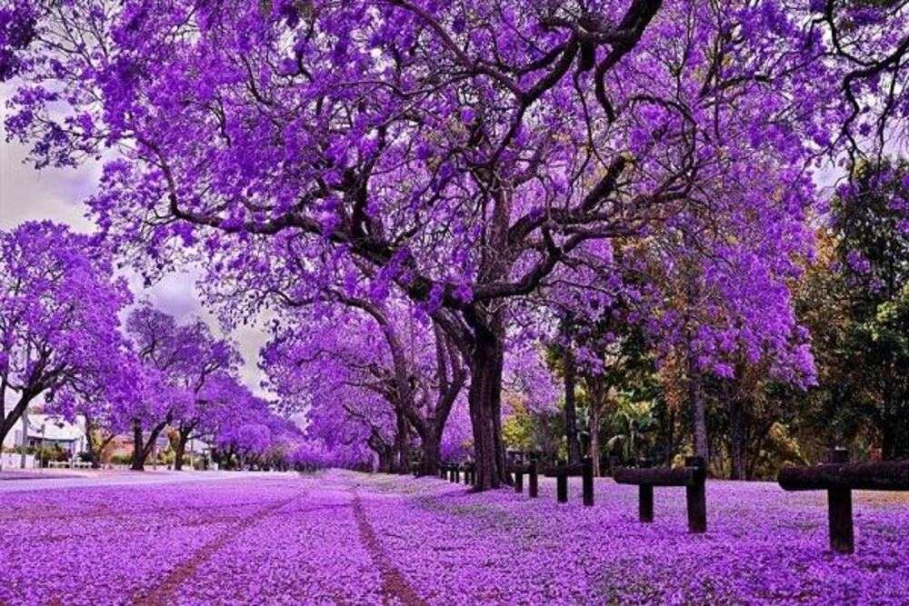 Phượng tím Đà Lạt nở vào tháng mấy? Gallery 2