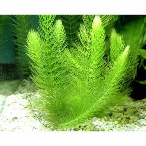 Rong Đuôi Chó: Đặc Điểm, Công Dụng Và Cách Sử Dụng Gallery 1