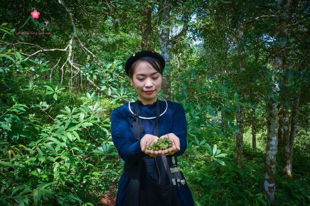 Rừng Hồi Xứ Lạng Gallery 1