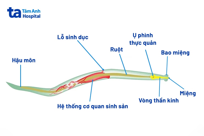 Sâu Kim Là Gì? Đặc Điểm, Vòng Đời Và Cách Phòng Trị Gallery 1