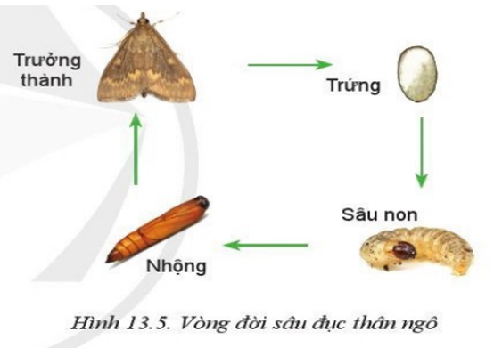 Sâu Kiú Là Gì? Tìm Hiểu Về Loài Sâu Này Gallery 1