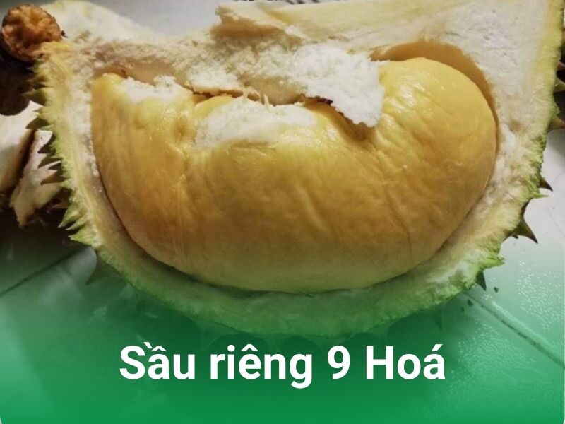 Sầu Riêng 9 Hóa Là Gì? Bí Quyết Chọn Mua Sầu Riêng 9 Hóa Ngọt Ngào Gallery 1