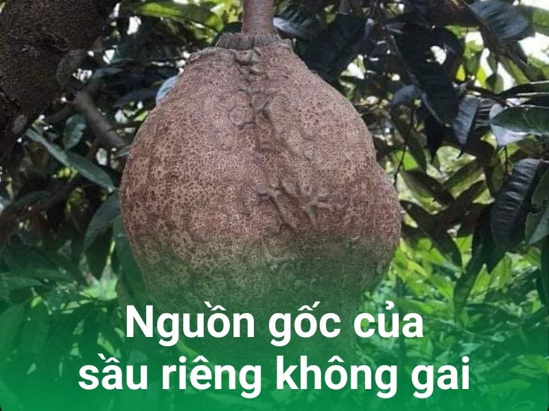 Sầu Riêng Không Gai Gallery 1