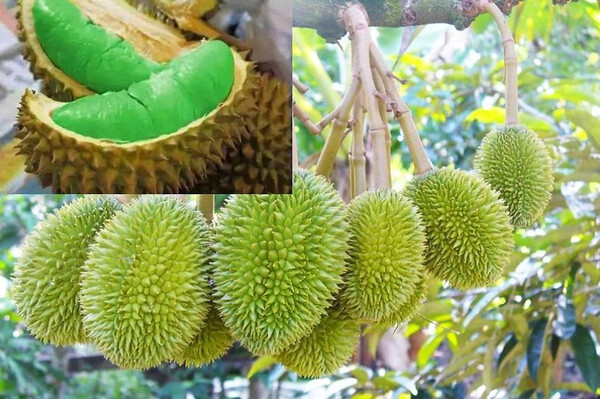 Sầu Riêng Ruột Tím: Hương Vị Độc Đáo, Quyến Rũ Gallery 1