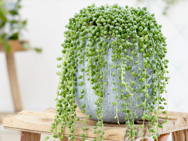 Sen Đá Giọt Nước: Đặc điểm, cách chăm sóc và ý nghĩa Gallery 1