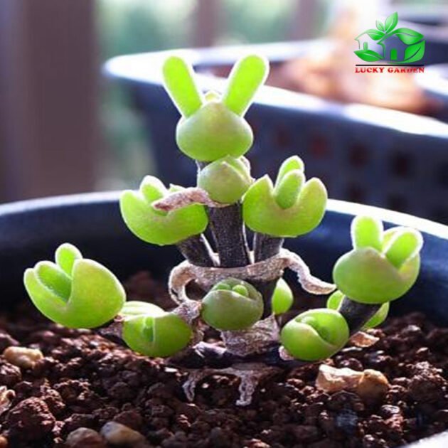 Sen Đá Tai Thỏ: Chăm sóc, nhân giống và những điều thú vị Gallery 1