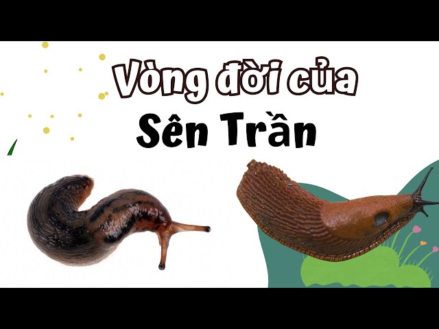 Sên Trần Là Gì? Gallery 1
