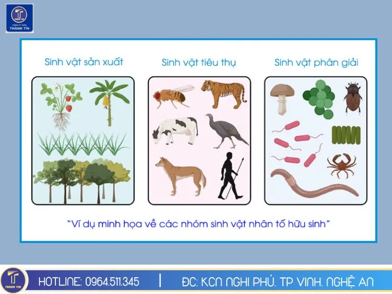 Hữu sinh là gì? Gallery 1