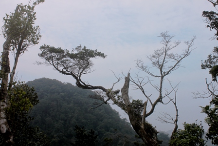 Thông Tre Lá Ngắn Gallery 1