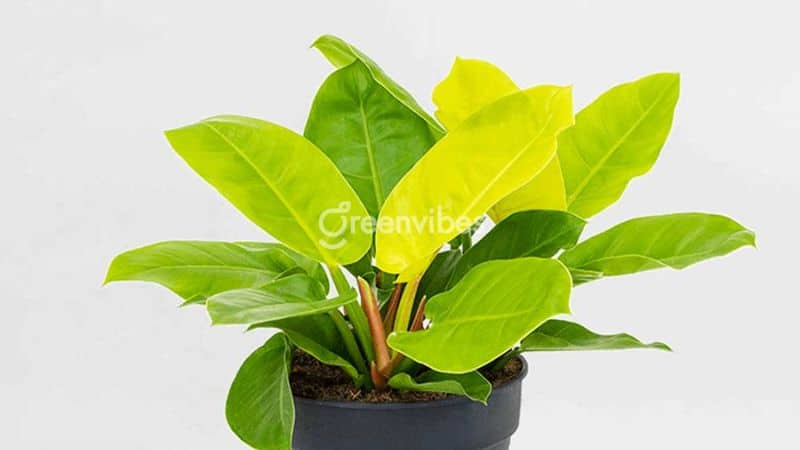 Trầu Bà Đế Vương Vàng Gallery 1