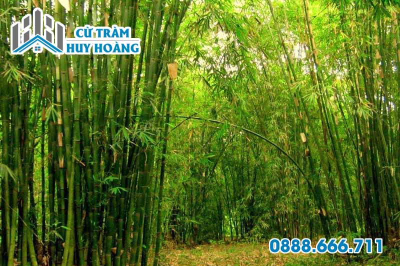 Tre Trở Là Gì? Gallery 1
