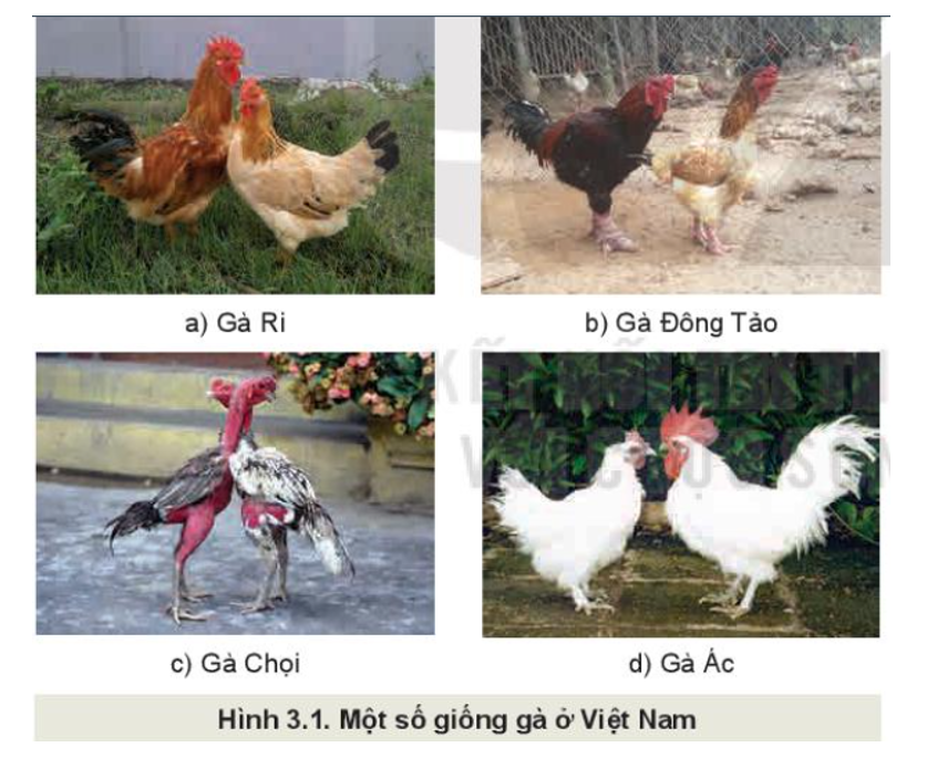 Trống Chọi: Nguồn Gốc, Đặc Điểm và Ý Nghĩa Gallery 2