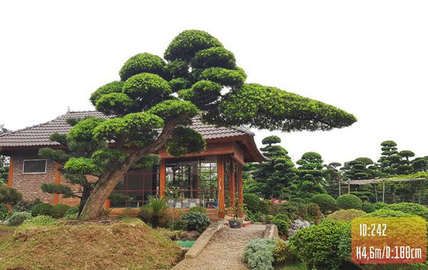 Tùng La Hán Dáng Huyền Gallery 1