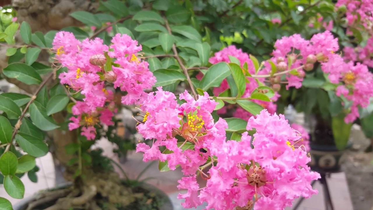 Tường Vy Cánh Mỏng Gallery 1
