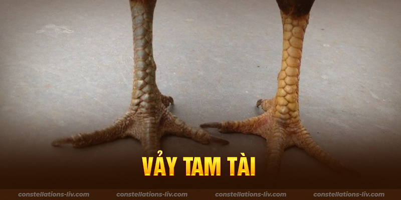 Vảy Tam Tài Tứ Quý: Ý Nghĩa, Đặc Điểm Và Cách Nhận Biết Gallery 1
