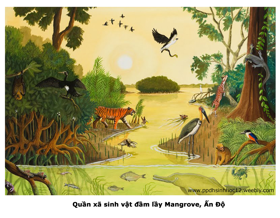 Xa Lầy Là Gì? Gallery 1
