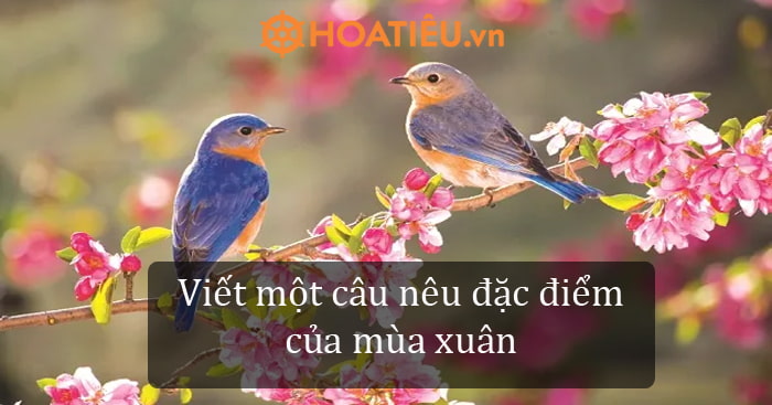 Xuân Sẻ là gì? Đặc điểm, hình ảnh và những điều thú vị Gallery 1