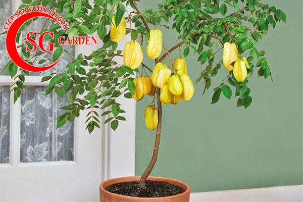 Cây Khế Rễ Cọc Hay Rễ Chùm? Gallery 1