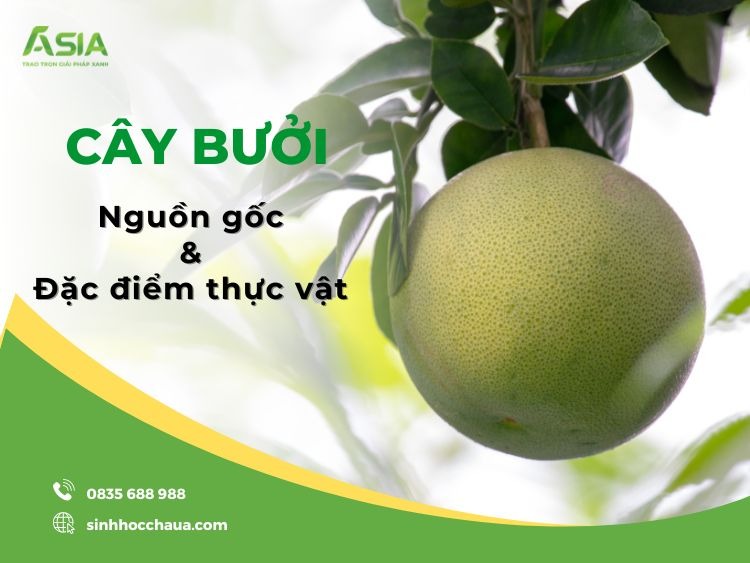 Tả về cây bưởi Gallery 1
