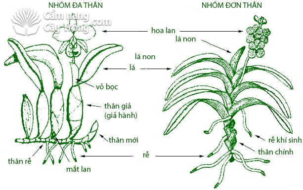 Tả cây hoa lan Gallery 1