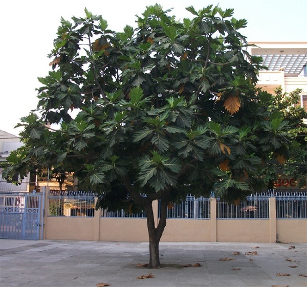 Tả cây sa kê Gallery 1