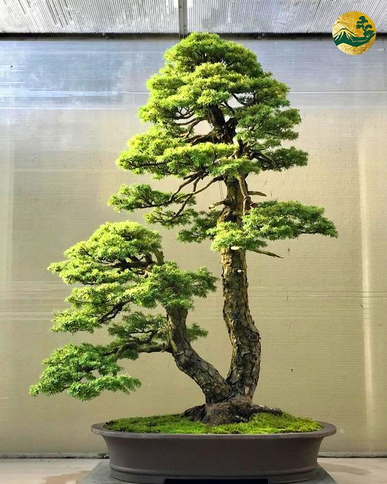 Dáng Cây Mẫu Tử: Đặc Điểm, Ý Nghĩa và Cách Trồng Gallery 1