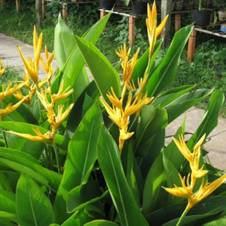 Hoa Chuối Mỏ Két: Vẻ Đẹp Kỳ Lạ Của Loài Hoa Độc Đáo Gallery 1