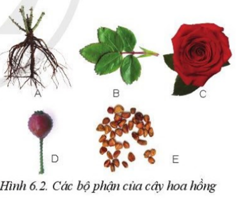Thuyết Minh Hoa Hồng Gallery 1