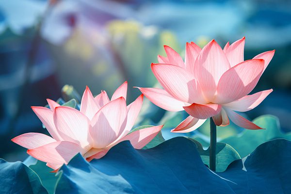 Thuyết minh về hoa sen lớp 8 Gallery 2