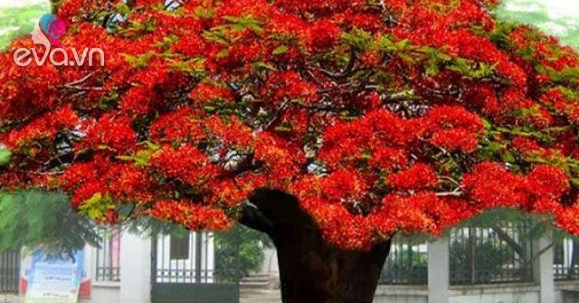 Quả Phượng Như Thế Nào? Gallery 1