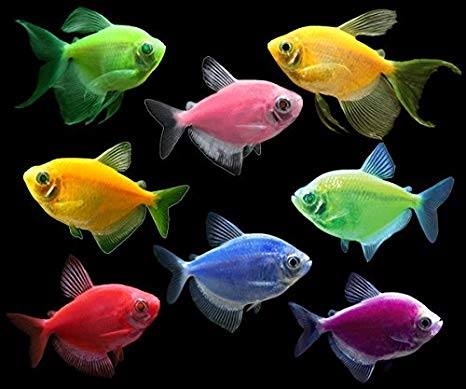 Cách Phân Biệt Cá Cánh Buồm Đực Và Cái Gallery 1