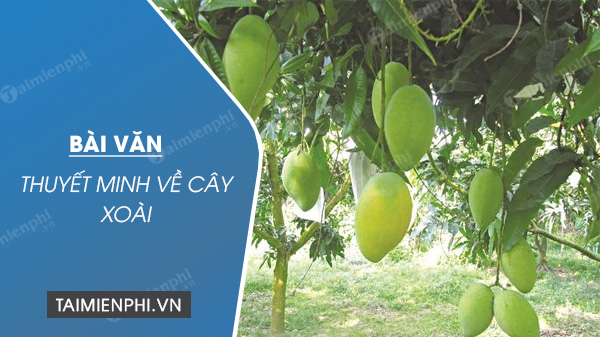 Thuyết minh về cây xoài lớp 8 Gallery 2