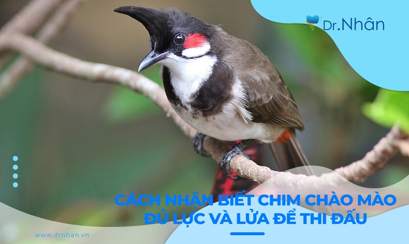 Cách Nhận Biết Chào Mào Đầu Đàn Gallery 1