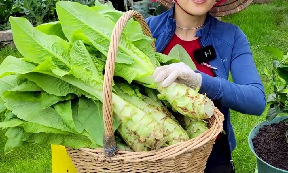 Rau Tiến Vua Xuất Xứ Ở Đâu? Gallery 1