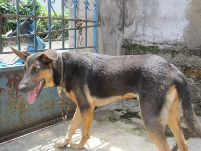 Becgie Lai Chó Cỏ: Đặc Điểm, Tính Cách và Cách Chăm Sóc Gallery 1
