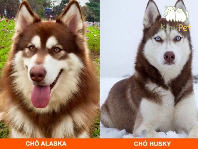 Chó Alaska Lai Husky: Đặc điểm, tính cách và cách chăm sóc Gallery 1