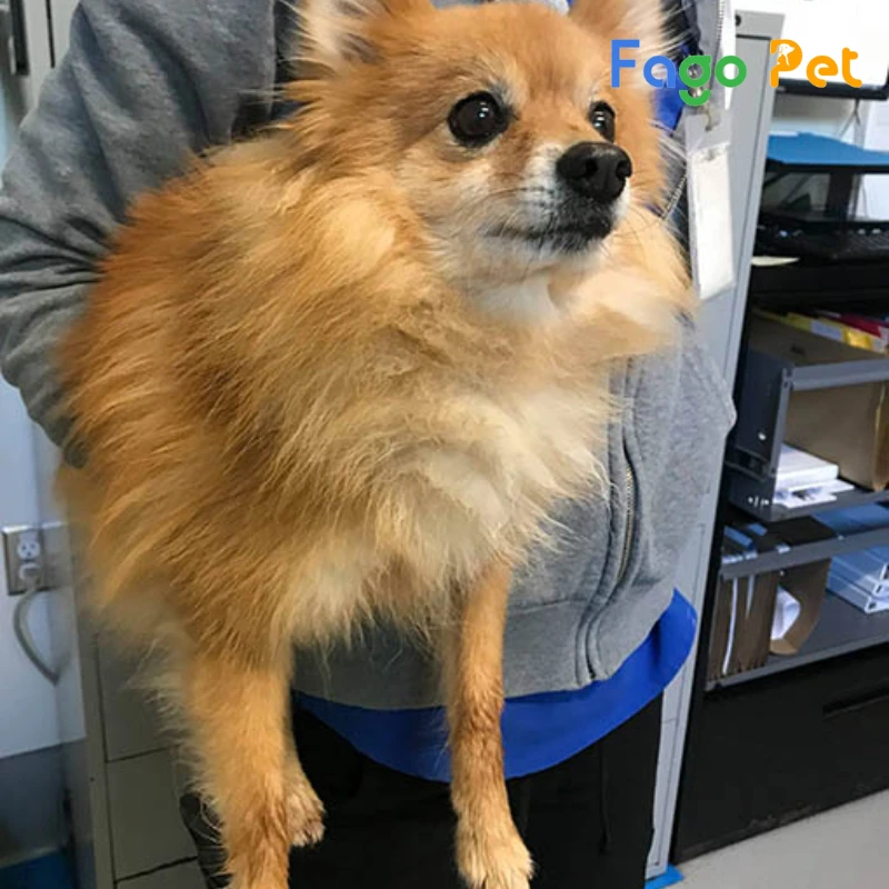 Chó Chihuahua Lai Phốc Sóc: Đặc điểm, tính cách và cách chăm sóc Gallery 1