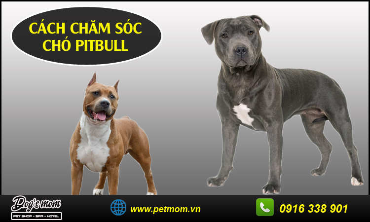 Chó Pitbull Lai Chó Ta: Đặc Điểm, Tính Cách và Cách Chăm Sóc Gallery 1