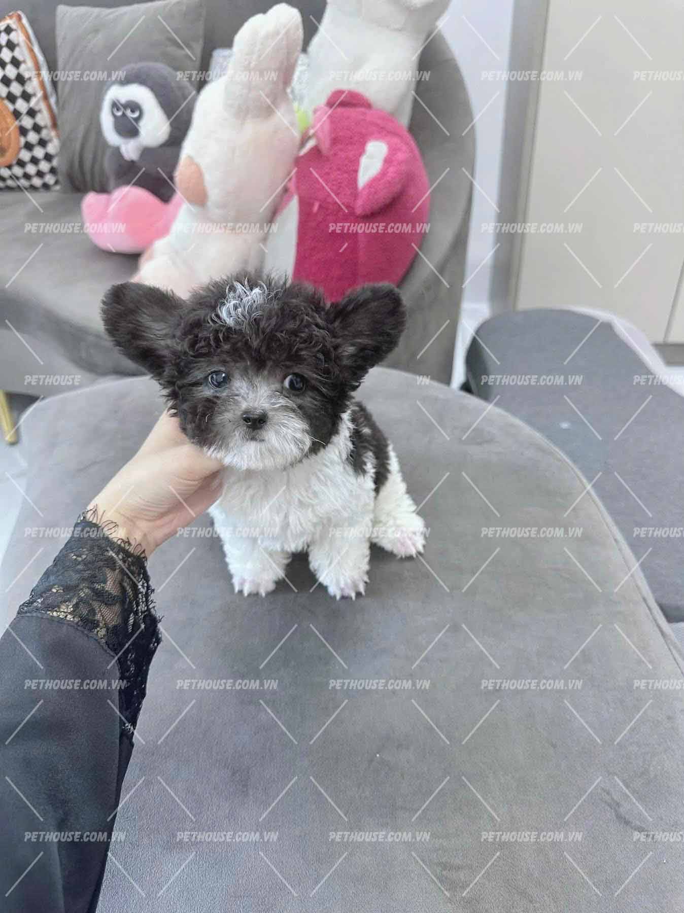 Chó Poodle Tai Bướm Gallery 1