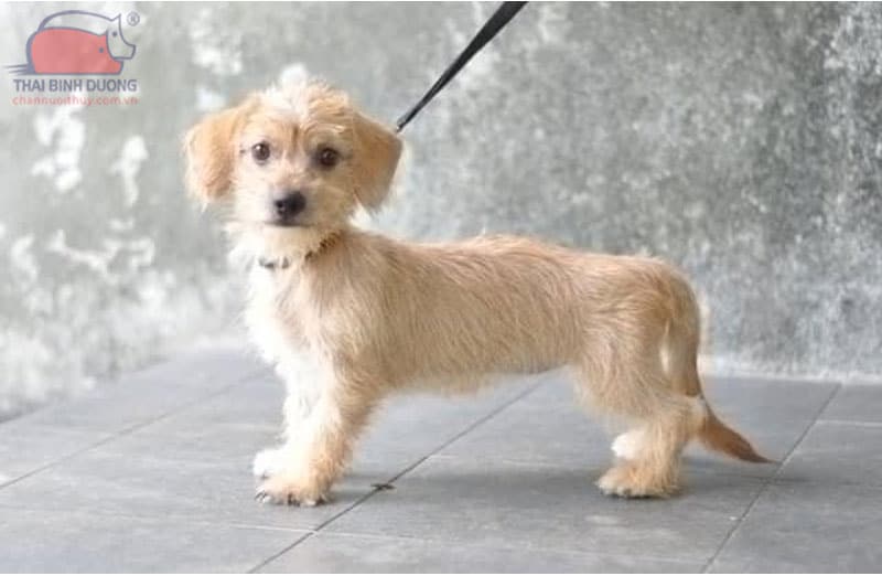 Chó Xúc Xích Lai Poodle: Đặc điểm, tính cách và cách chăm sóc Gallery 1