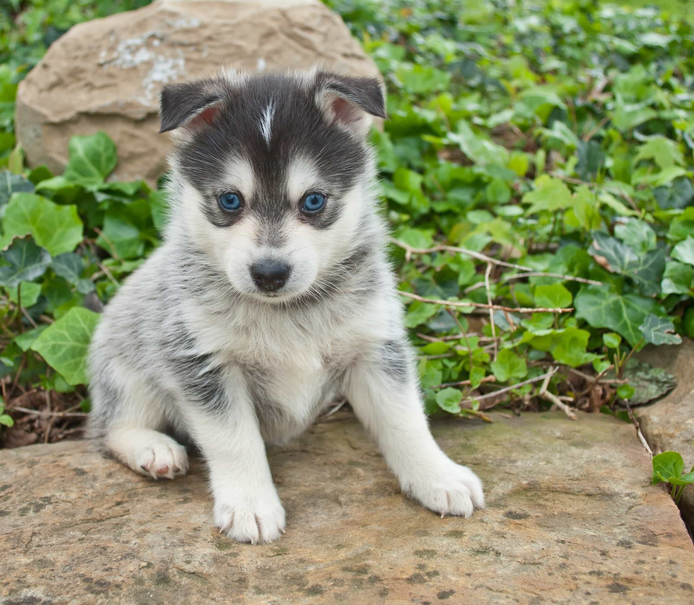 Husky Lai Phốc Sóc Gallery 1
