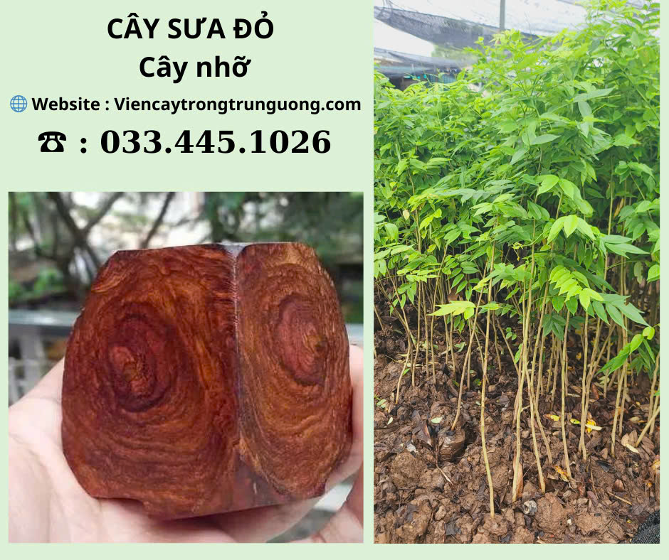 Cây Sưa Đỏ Giống: Nguồn gốc, giá trị và cách chọn giống tốt Gallery 2